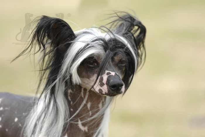 Chinese Crested dog with black and white hair
