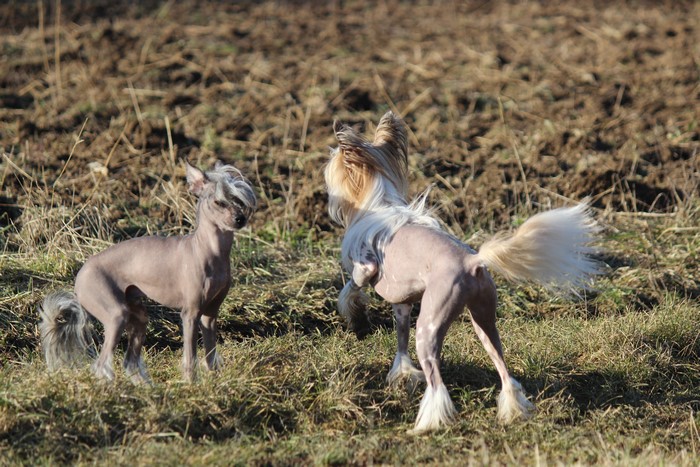 Two Chinese Crested dogs in a field