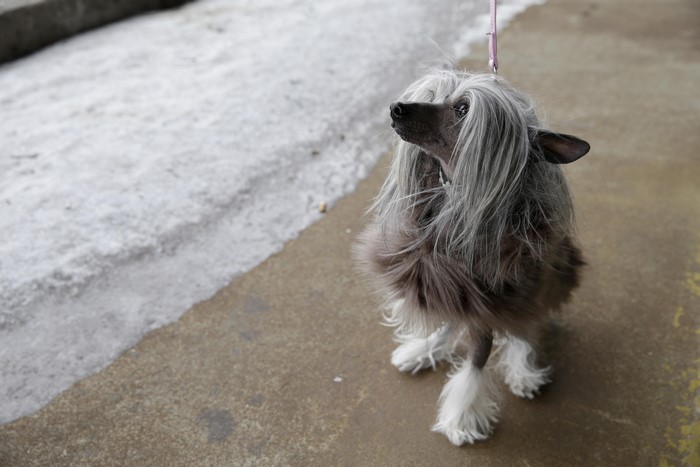 Chinese Crested dog on a leash