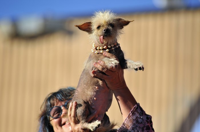 Chinese Crested dog wearing pearls