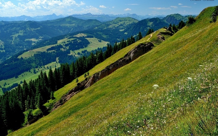 Green mountain landscape with trees and flowers