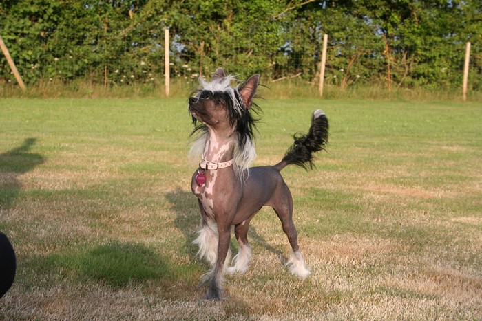 Chinese Crested dog standing in a grassy field