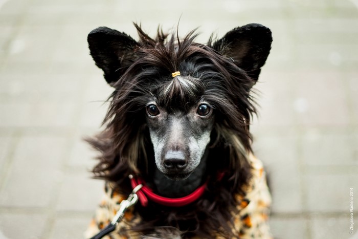Chinese Crested dog with black hair and red collar