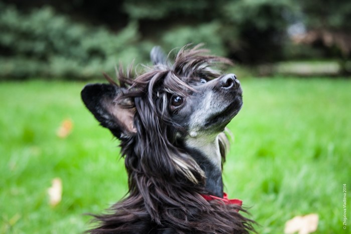 Black Chinese Crested dog looking up