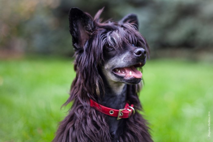 Black Chinese Crested dog with red collar