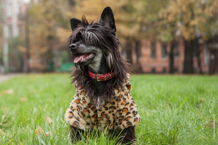 Chinese Crested dog wearing a leopard print coat