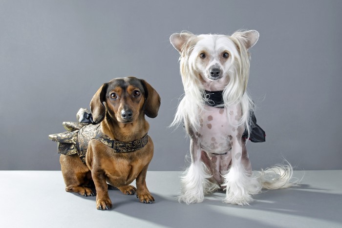 Dachshund and Chinese Crested Dogs in Outfits