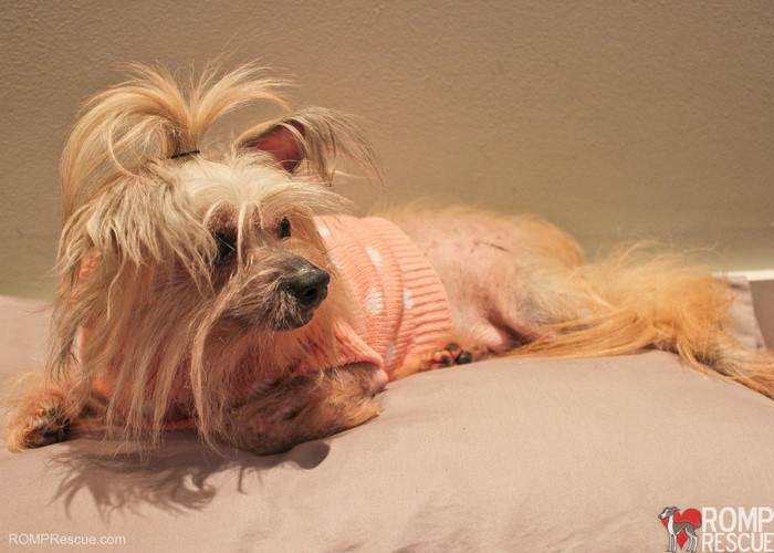 4K Dogs Chinese Crested