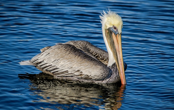 Brown Pelican Swimming in Blue Water