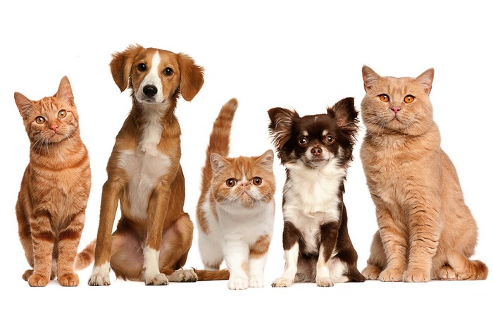 Group of dogs and cats sitting together