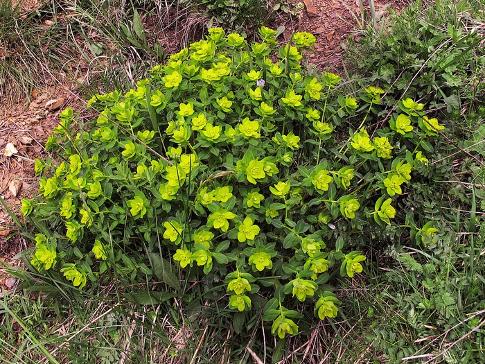 A flowering Euphorbia plant in a natural setting