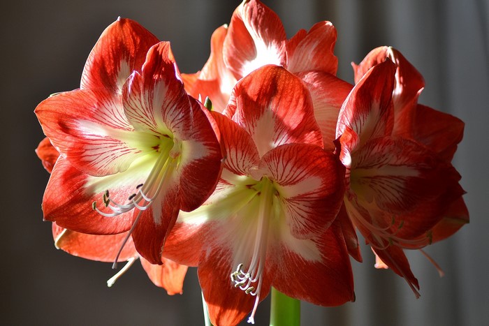 Close-up of red and white Amaryllis flowers