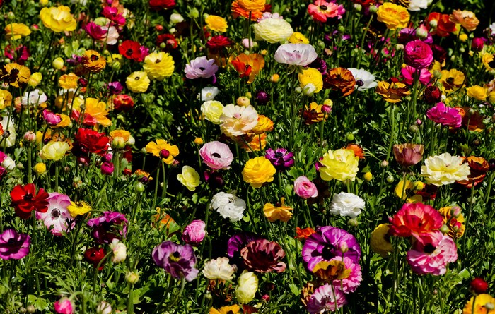 Colorful Ranunculus Flowers in Full Bloom