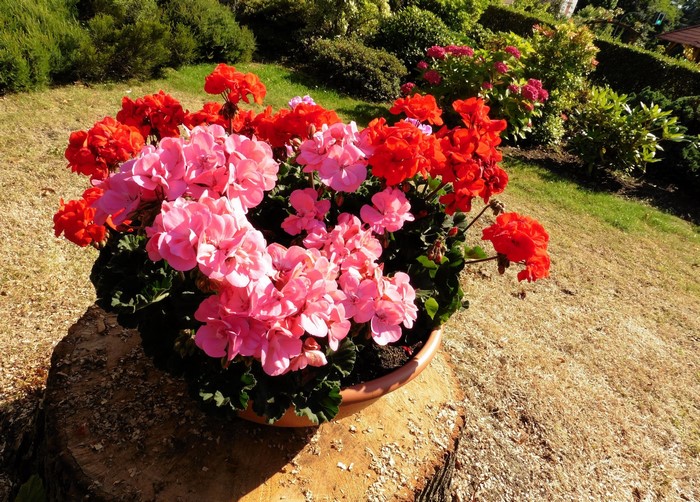 Pink and red geraniums in a pot on a tree stump