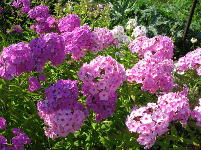 Pink and purple phlox flowers in a garden