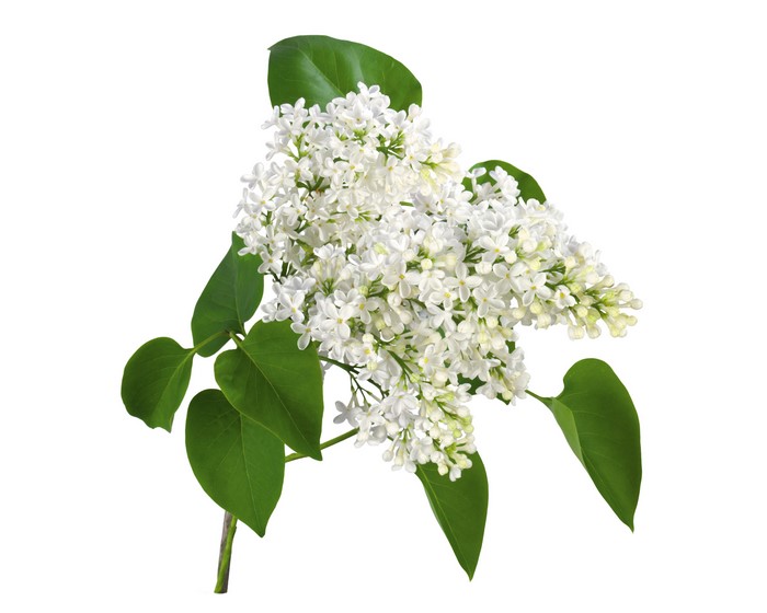 White Lilac Branches with Green Leaves