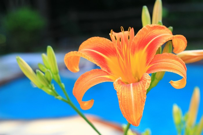 Orange Daylily flower with buds and blue pool