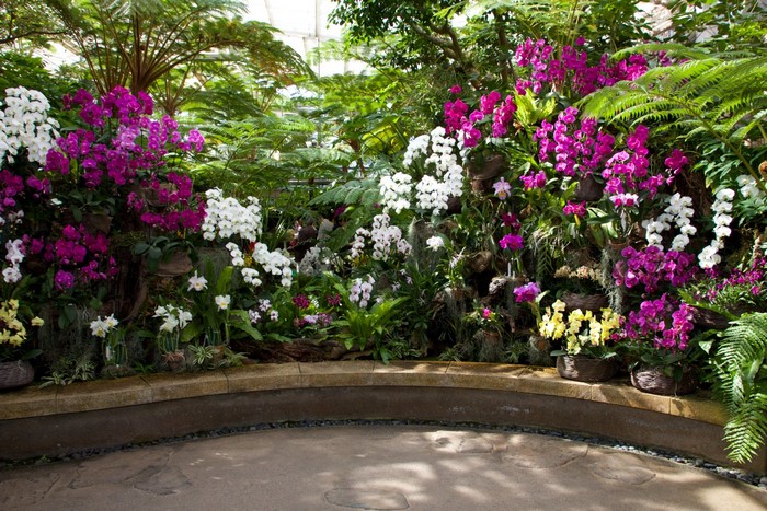 Orchid flowers in a greenhouse