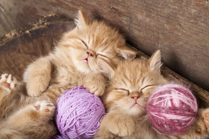 Two Ginger Kittens Sleeping with Yarn