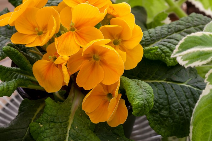 Yellow Primrose Flowers Closeup