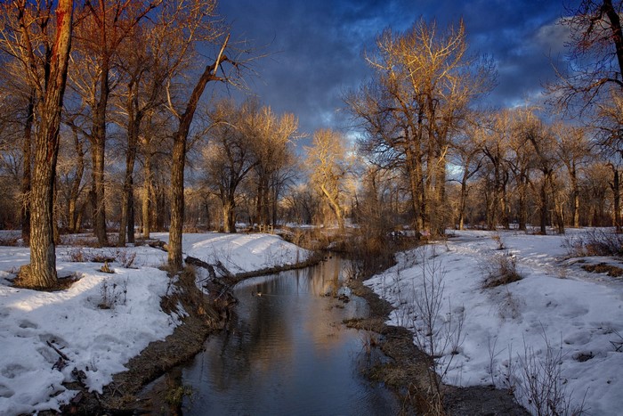 Winter stream and trees with snow