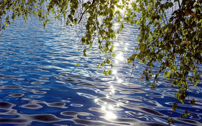 Sunlight reflecting on rippling blue water with tree branches