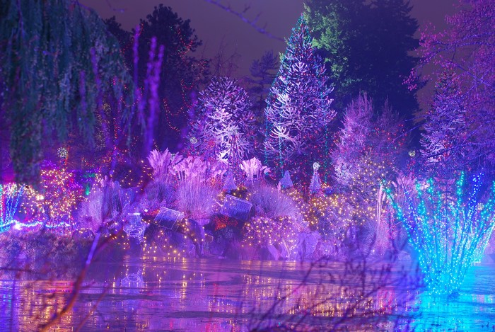 Trees decorated with Christmas lights by a pond