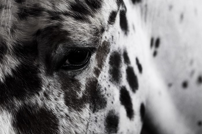 Close-up of a horse's eye and spotted coat