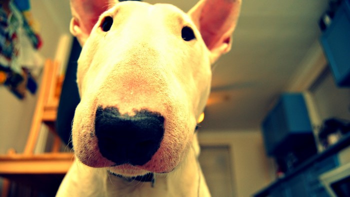 Close-up of a Bull Terrier's face in a room