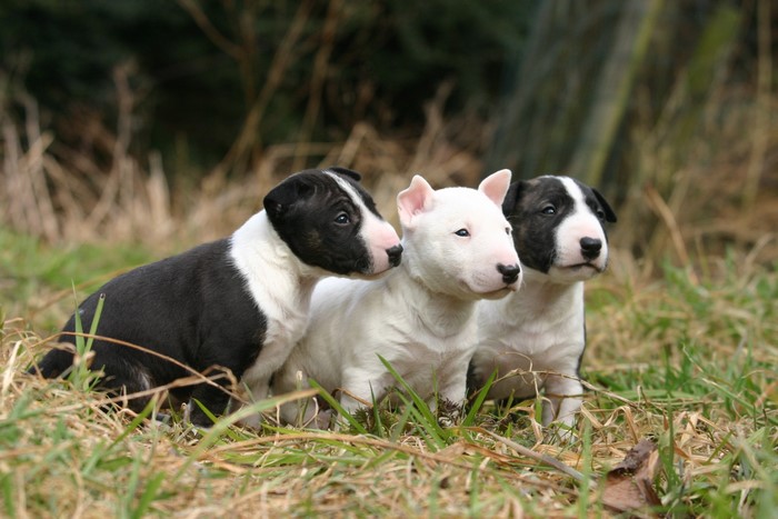 Three Bull Terrier puppies sitting in grass