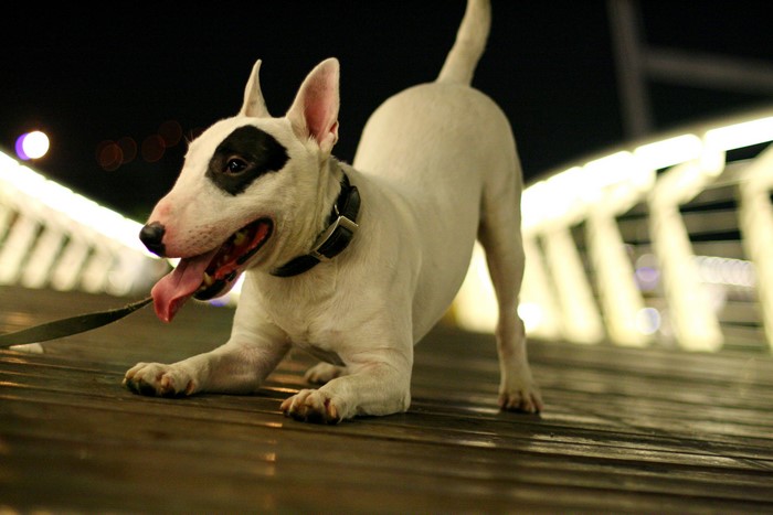 4K Bull Terrier Dog on Wooden Walkway at Night