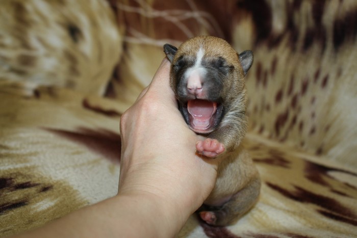 Puppy yawning in a hand