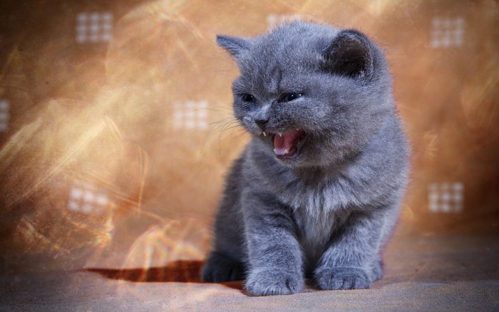 A British Shorthair kitten roaring