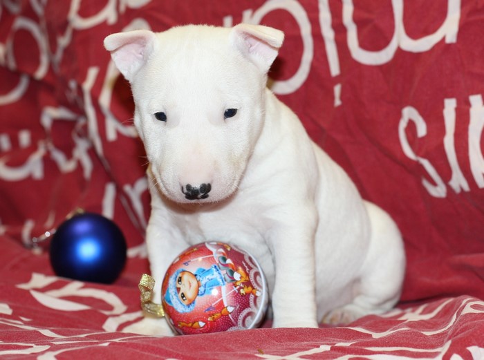 White Bull Terrier puppy with Christmas ornaments