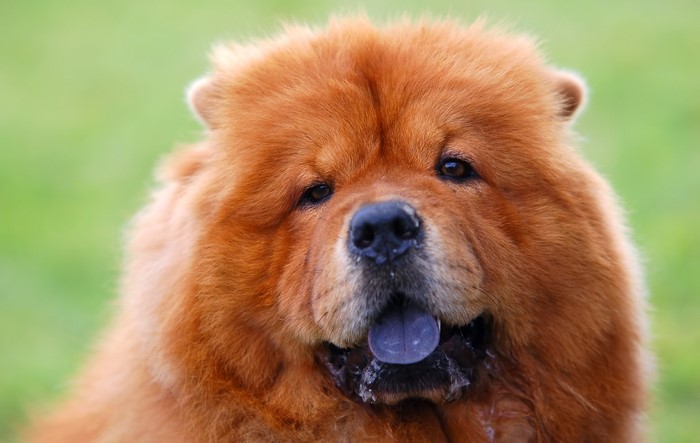 Chow Chow dog with ginger fur