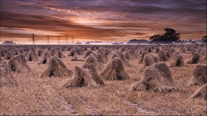 Haystacks in a field at sunset