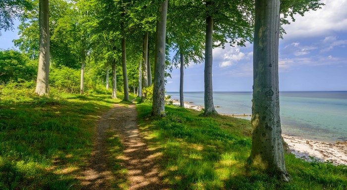 Forest path by the sea with trees and grass