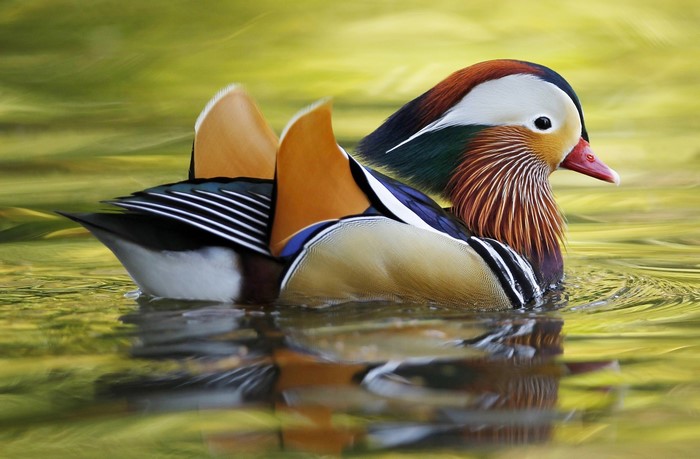 Mandarin duck swimming in water