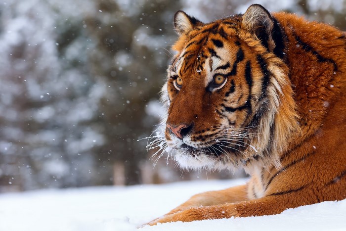 Tiger lying in the snow during snowfall