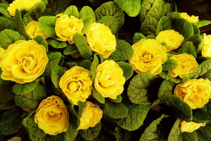 Close-up of yellow primula flowers