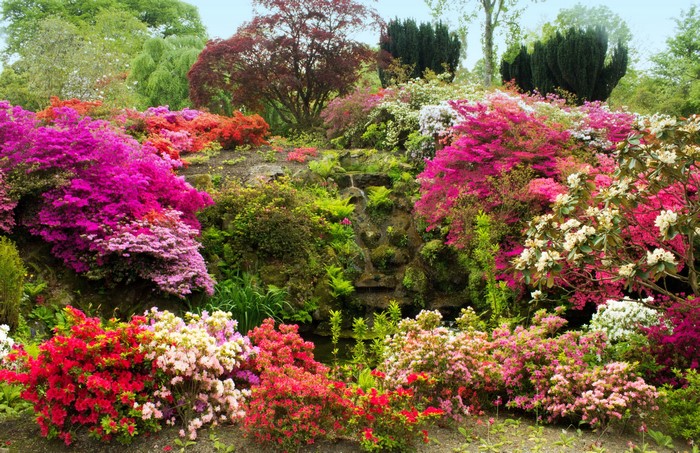 Bodnant Gardens Rhododendrons in Wales, United Kingdom