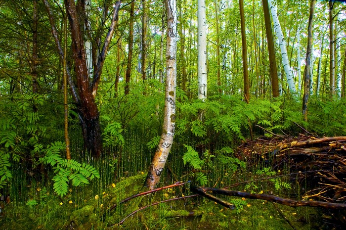 Forest with birch trees and ferns