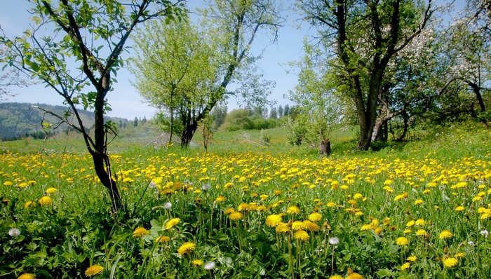 Field of dandelions with trees and hills