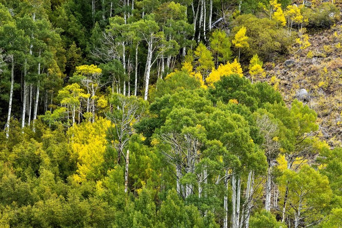 Aspen trees with green and yellow foliage on a hillside