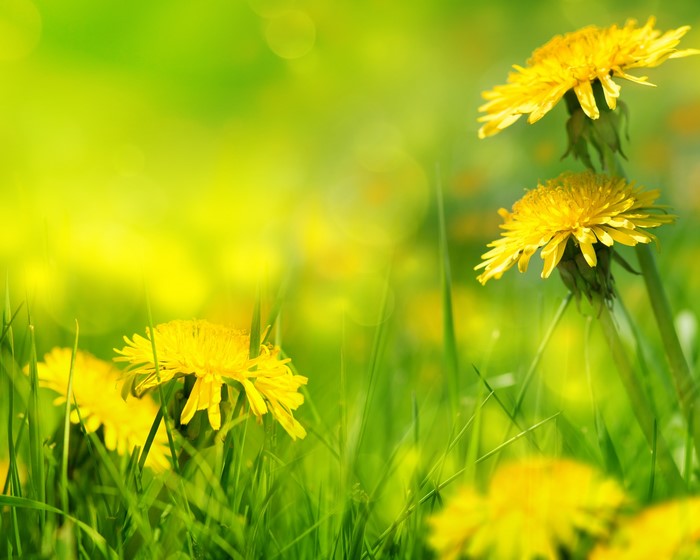 Dandelions in green grass