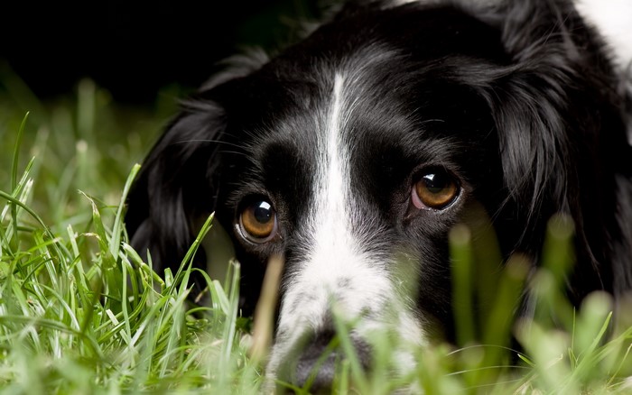 Border Collie dog peeking through grass