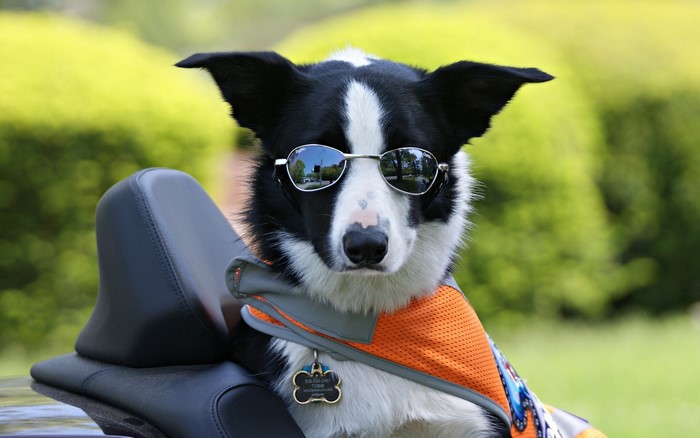 Border Collie dog wearing sunglasses on a motorcycle seat