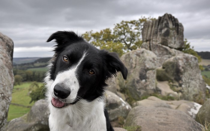Border Collie dog looking at the camera on a rocky outcrop