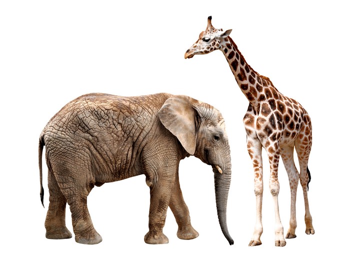 Elephant and Giraffe