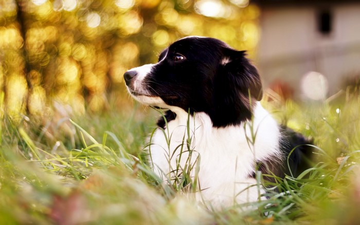 Border Collie dog lying in grass